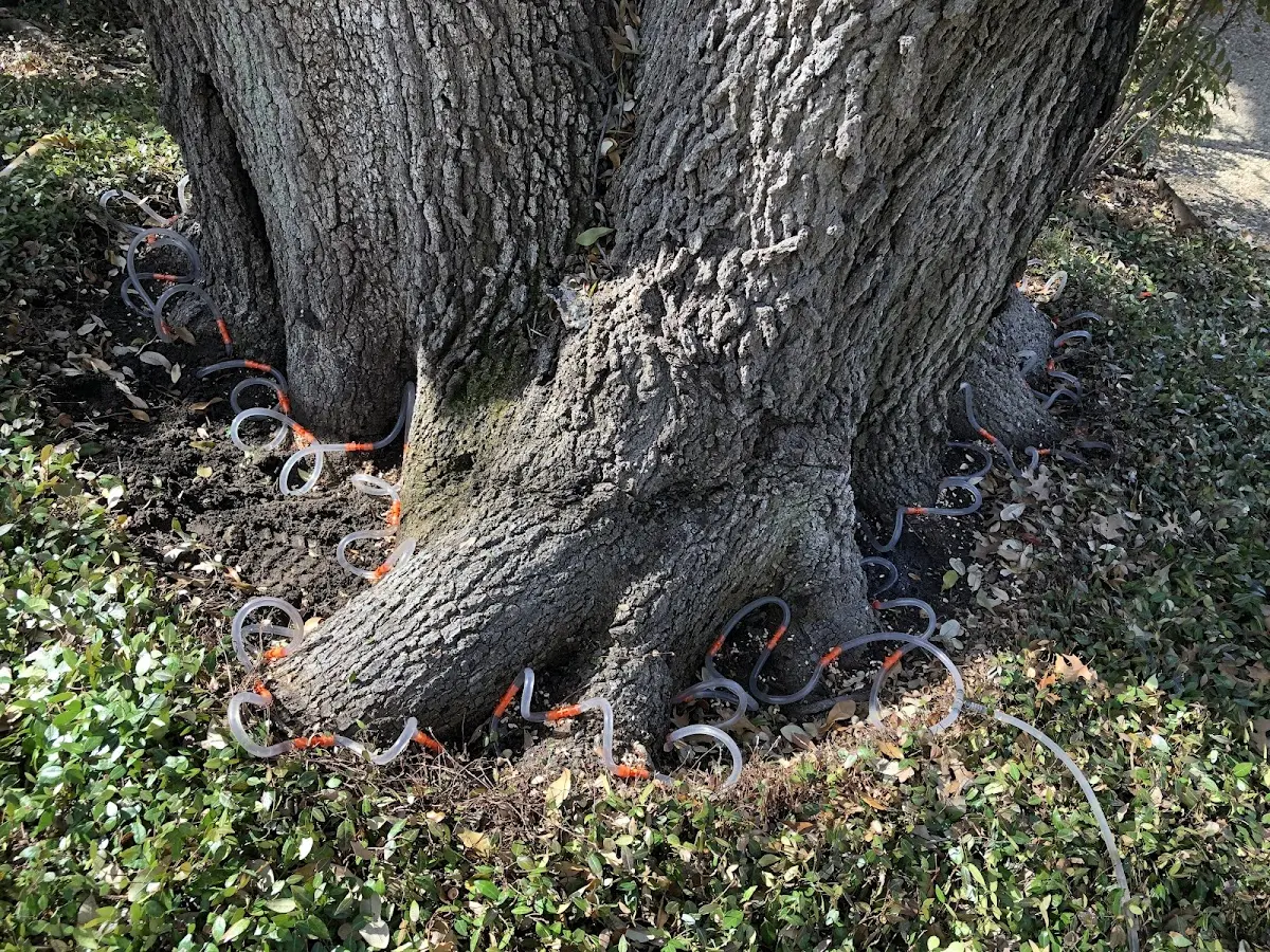 Detailed Tree Cabling and Bracing job site in Water Valley